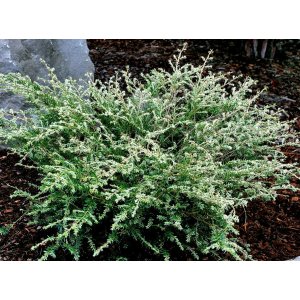 Jedľovec kanadský (Tsuga canadensis) ´GENTSCH WHITE´ - výška 20-30 cm, kont. C3L